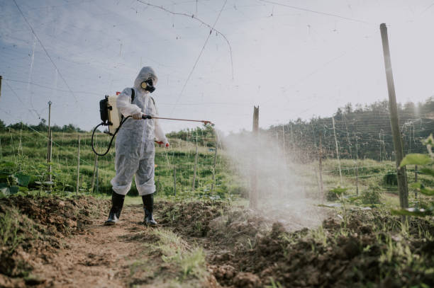 Best Ant Control Services  in Aquebogue, NY