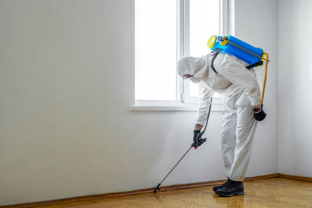 Wasp Removal Services in Aquebogue, NY
