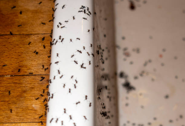 Wildlife Control Services in Aquebogue, NY