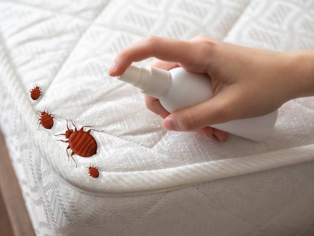 Best Spider Control Near Me  in Aquebogue, NY