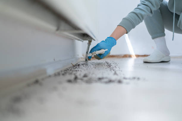 Trusted Aquebogue, NY Pest Control Experts